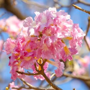 Nova florada de ipês começa em Brasília_DeBoa Brasília