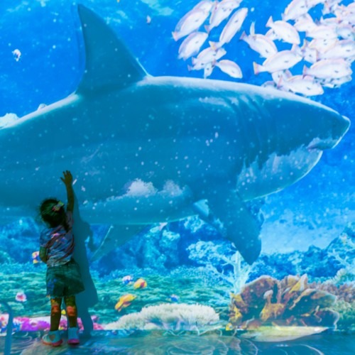 Oceano Vivo - Férias no ParkShopping_DeBoa Brasilia